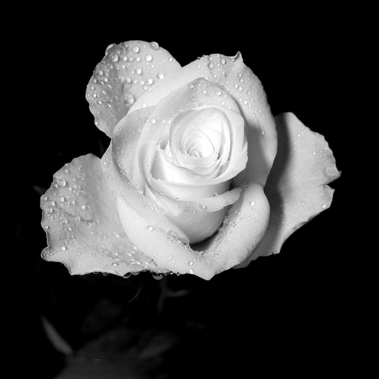 Hình đại diện đám ma hoa hồng trắng