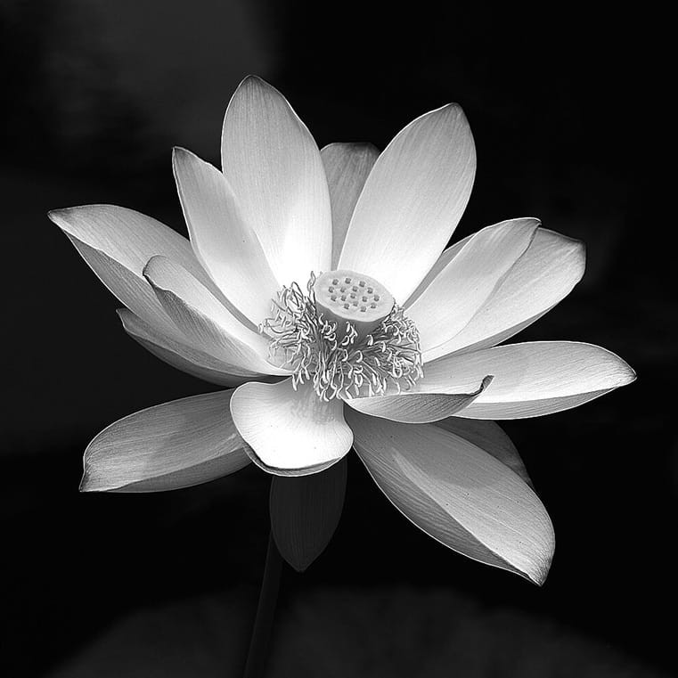 Ảnh đám tang màu đen hoa sen đẹp