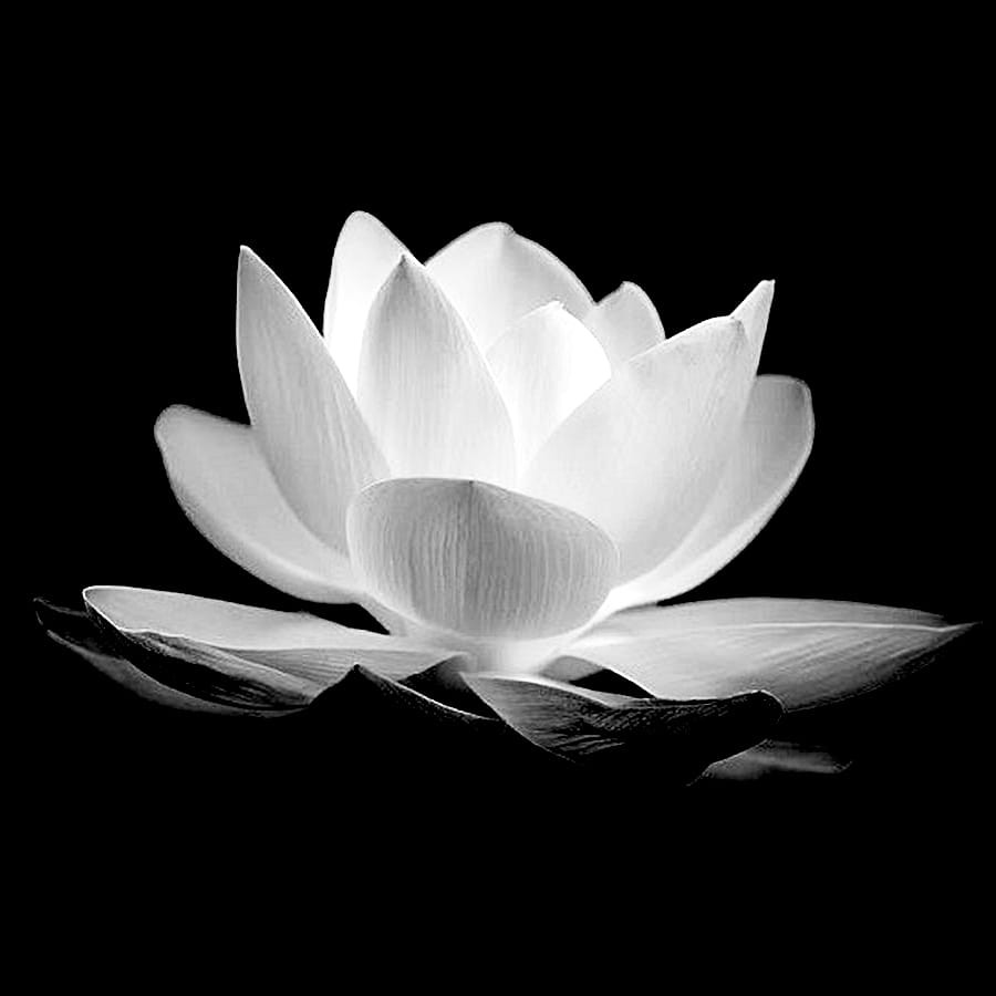 Download hình hoa sen trắng đám tang