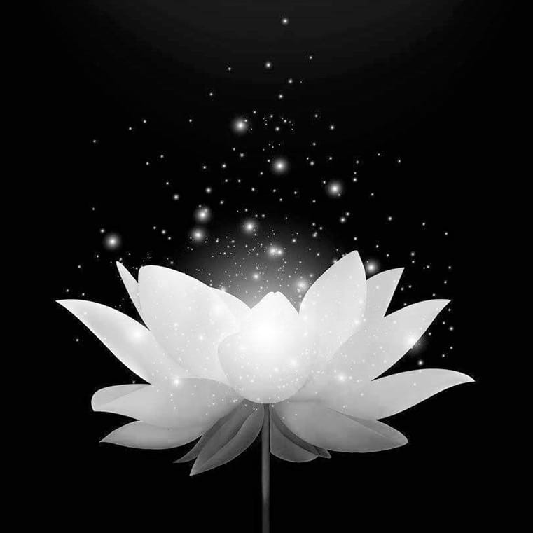 Hình đại diện hoa sen trắng tang lễ đẹp nhất