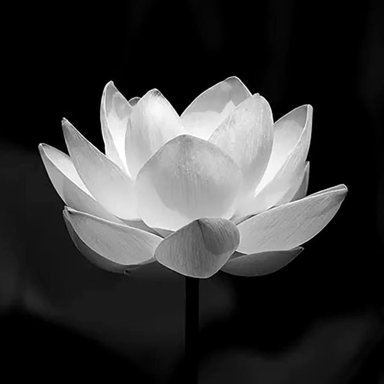 Hoa sen trắng đen báo tin buồn facebook