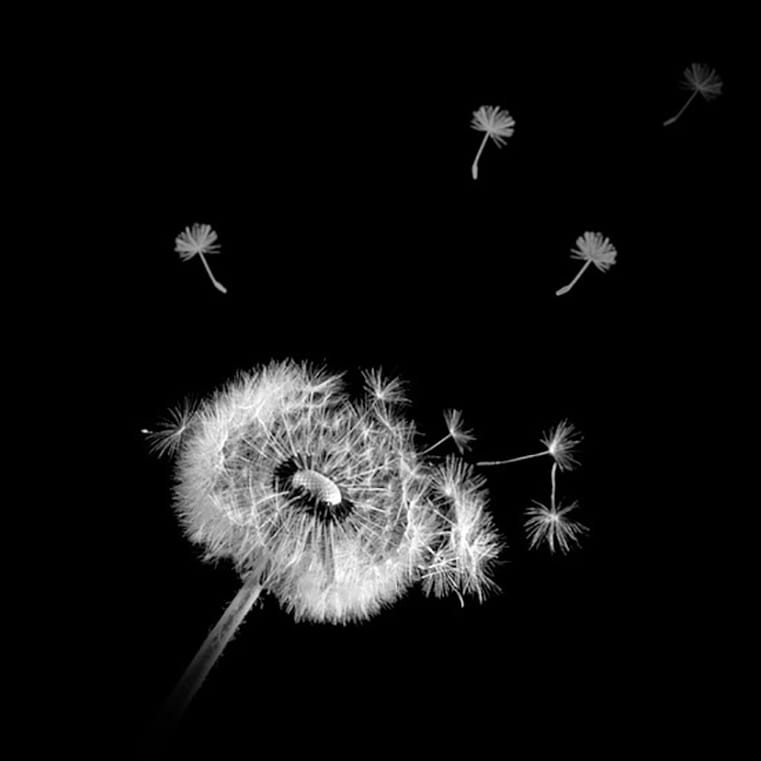 Hình ảnh tang lễ hoa bồ công anh