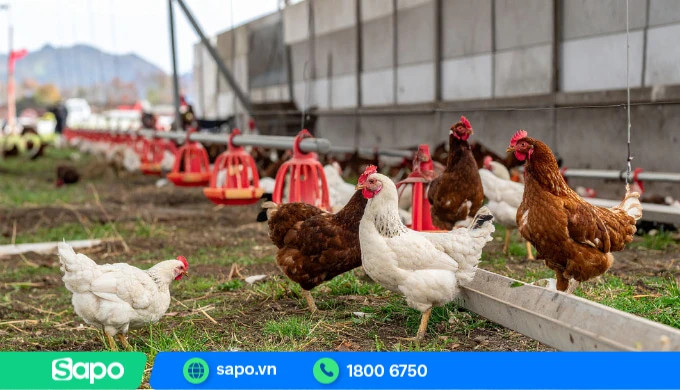 Trang trại chăn nuôi gia cầm, gia súc quy mô lớn