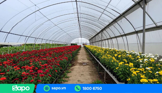 Trồng hoa đem lại giá trị kinh tế cao