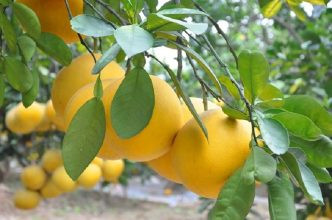 Những trái bưởi Diễn vàng óng, mọng nước và ngọt thanh