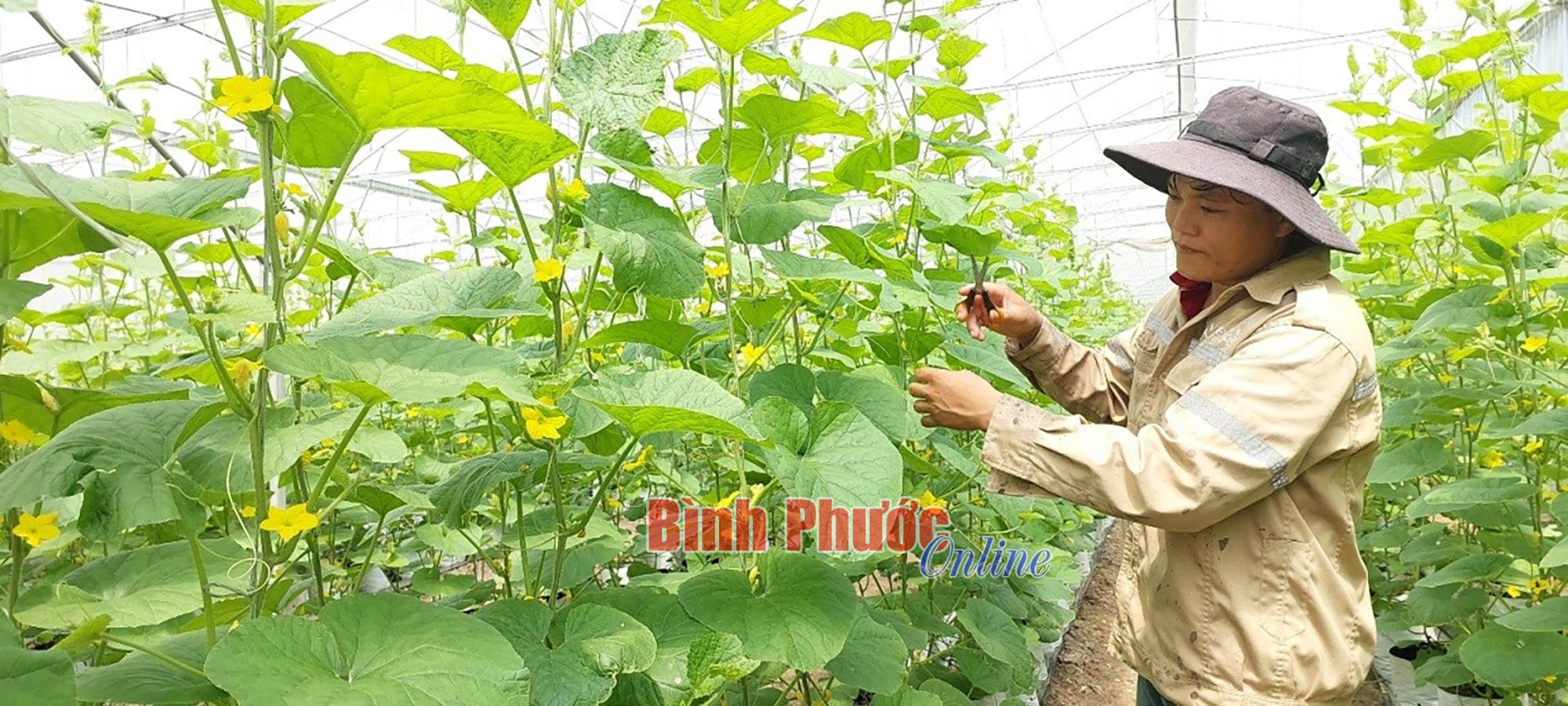 Anh Cao Trọng Công trong nhà màng dưa lưới, mô hình làm giàu hiệu quả