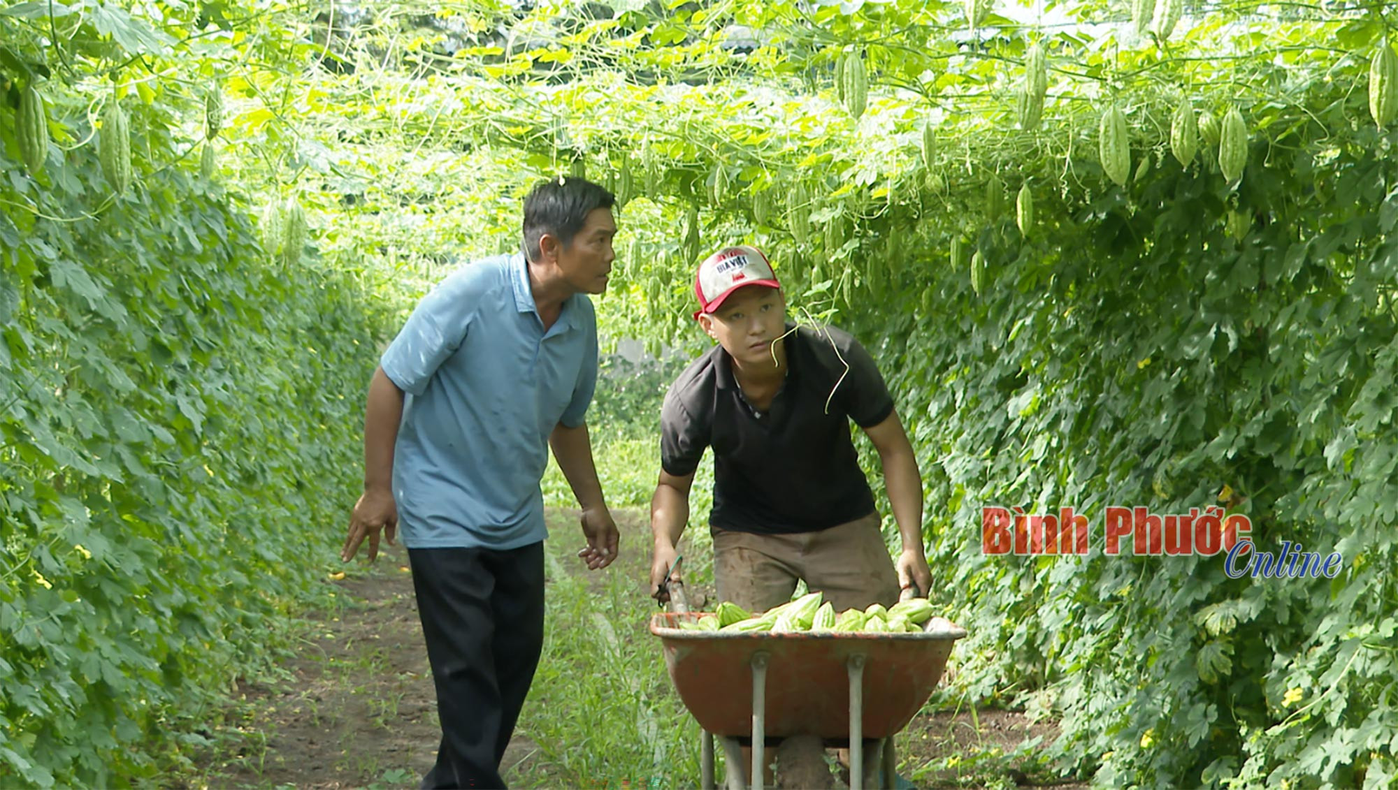 Anh Lồ Văn Sầu kiểm tra vườn khổ qua, minh chứng cho mô hình hiệu quả với quỹ đất nhỏ