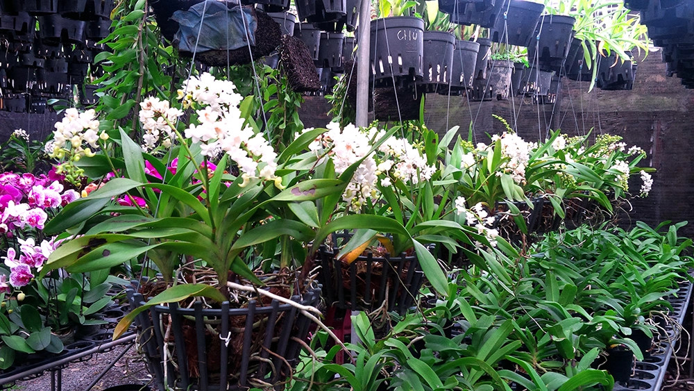 Chậu hoa lan sang trọng, biểu trưng cho sự phú quý