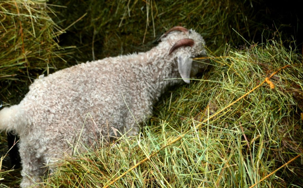 Cánh đồng cỏ khô đang được thu hoạch