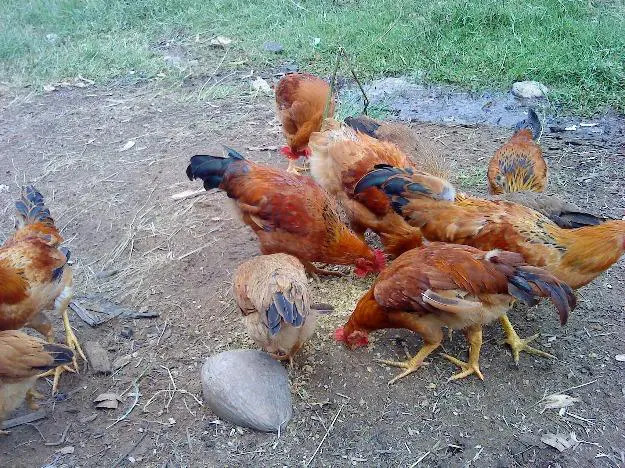 Gà, vịt, ngan quê luôn được ưa chuộng dịp Tết