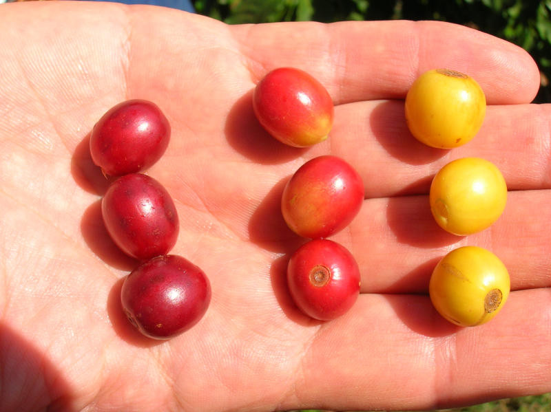 Hạt cà phê Bourbon