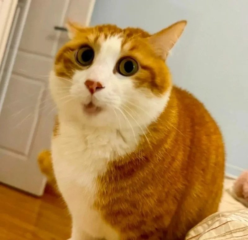 Avatar FB mặc định số 12