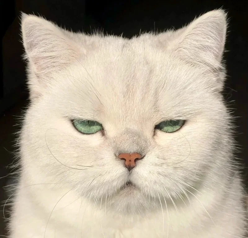 Avatar FB mặc định số 19