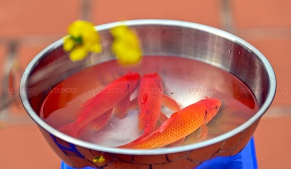 Chuẩn bị 3 con cá là đẹp và đúng nghi lễ nhất
