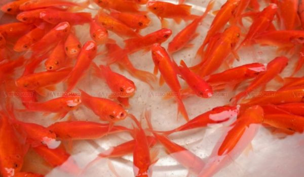 Cá chép cúng Táo quân tùy nhu cầu gia chủ