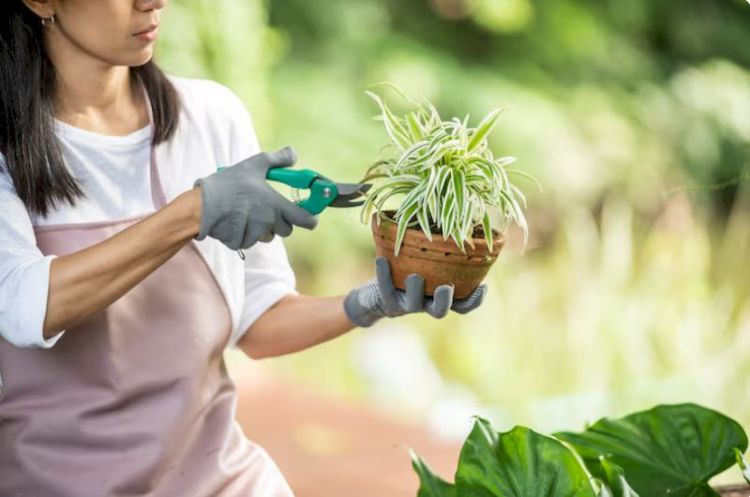 Dịch vụ chăm sóc cây cảnh