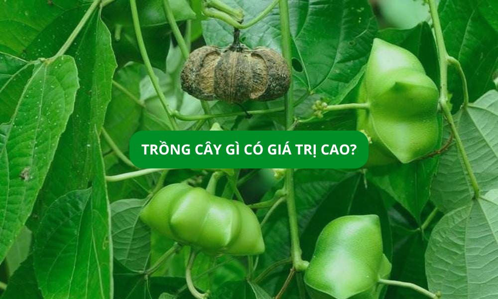 Các loại cây trồng tiềm năng mang lại giá trị kinh tế cao