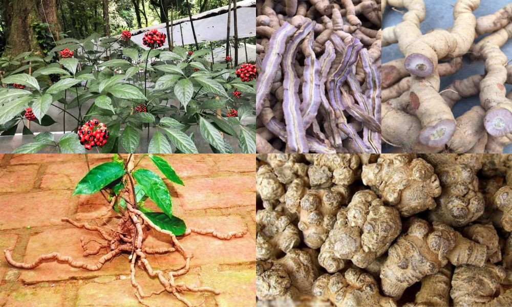 Thân và củ sâm Ngọc Linh - dược liệu đắt giá của Việt Nam