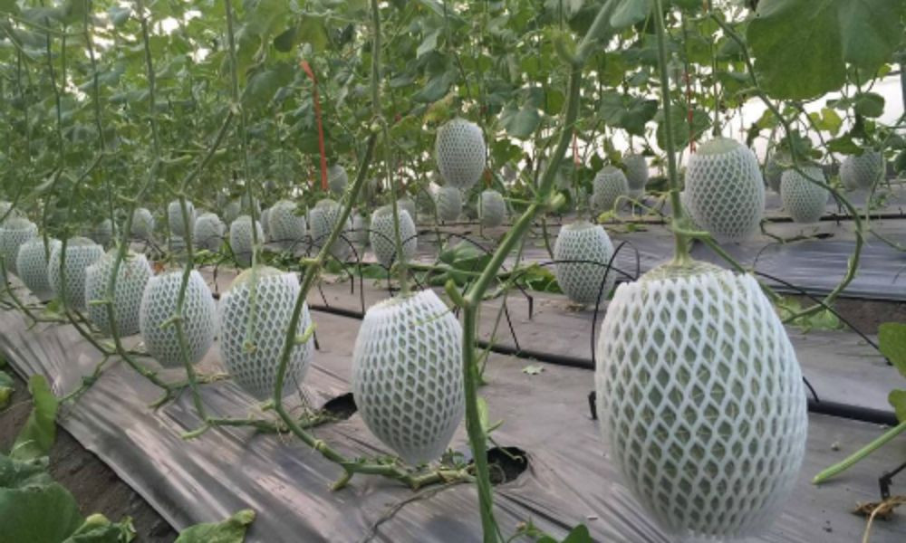 Lựa chọn cây trồng phù hợp điều kiện khí hậu và thị trường