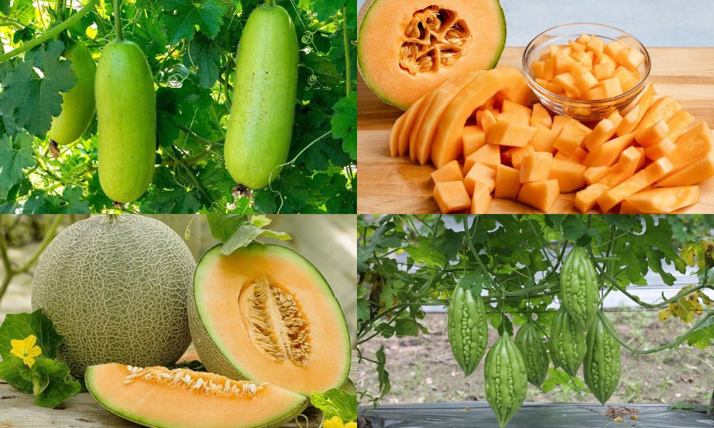 Canh tác dưa lưới trong nhà màng giúp tăng năng suất và giá trị kinh tế