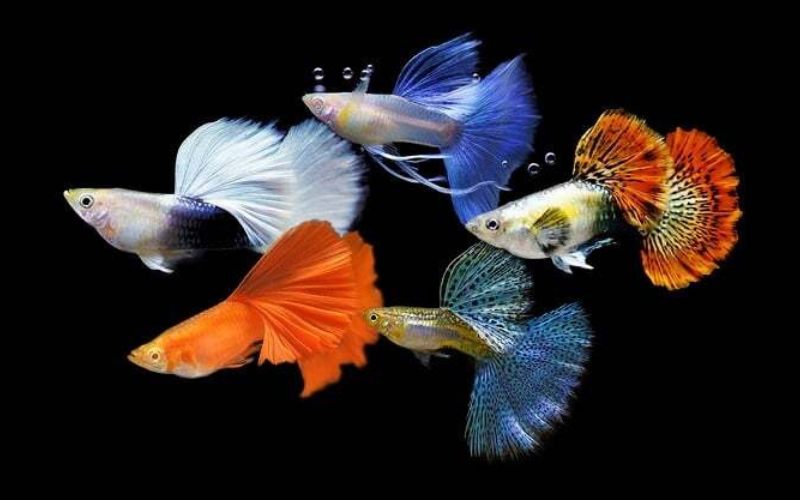 Cá bảy màu guppy có mấy loại? Đặc điểm và chăm sóc tại nhà 1 cá bảy màu guppy
