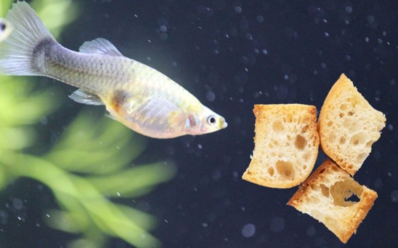 Cá bảy màu guppy có mấy loại? Đặc điểm và chăm sóc tại nhà 2 cá bảy màu guppy