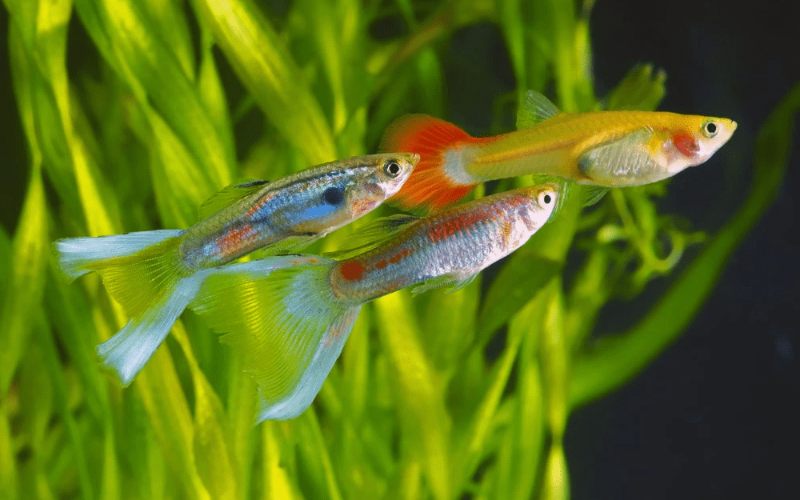 Cá bảy màu guppy có mấy loại? Đặc điểm và chăm sóc tại nhà 3 cá bảy màu guppy