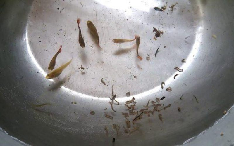 Cá bảy màu guppy có mấy loại? Đặc điểm và chăm sóc tại nhà 4 cá bảy màu guppy