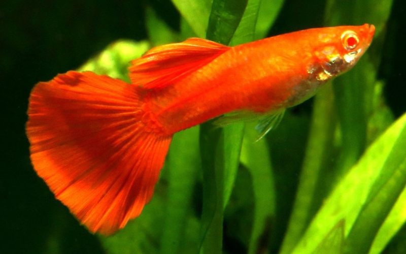 cá bảy màu guppy